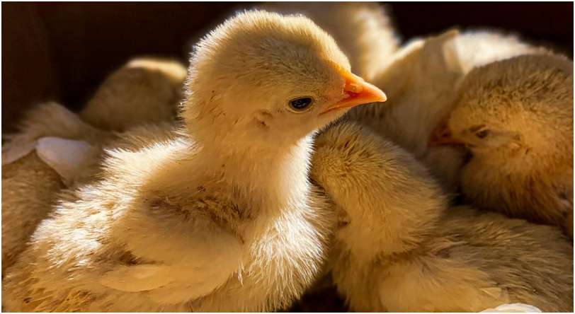 brian-david-gi4p27XKVY8-unsplash Close-up of yellow baby chicks huddled together.