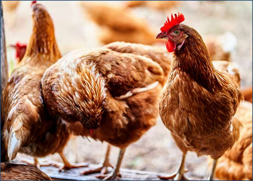 henrique-s-ruzzon-u1vOLCULaik-unsplash Group of brown hens on a farm, pecking at the ground.